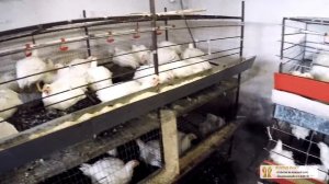 ПОЧЕМУ ДОХНУТ БРОЙЛЕРЫ, ЧТО ДЕЛАТЬ? - ZOLOTYERUKI