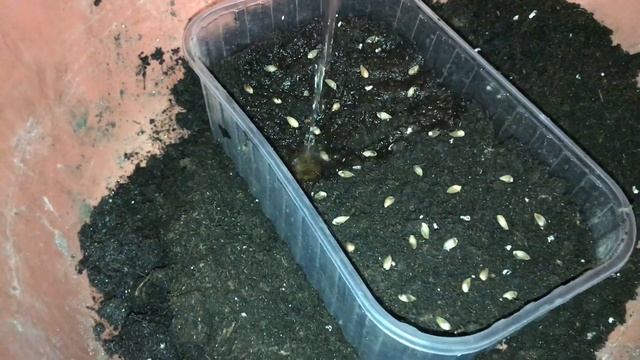 Хвойные растения// как выращиваю дома смотреть онлайн