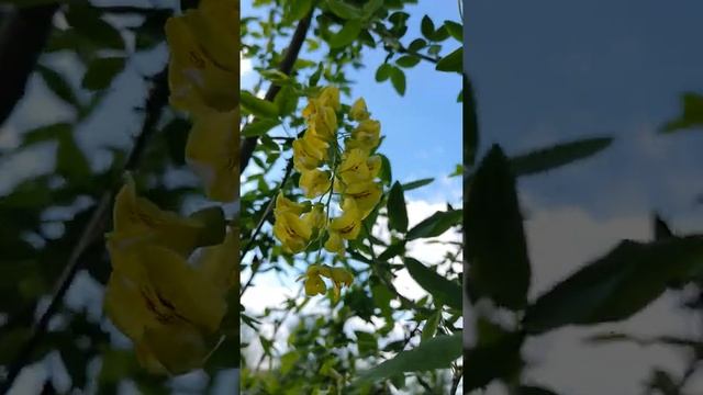 Бобовник "Золотий дощ" аромат неймовірний смотреть онлайн