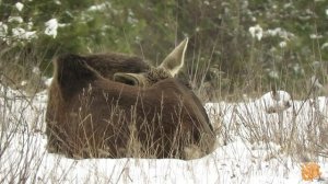 Лоси зимой