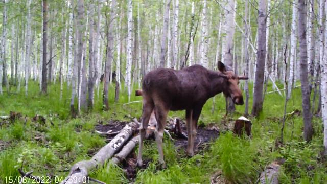 Лоси на солонце. Видео с фотоловушки. смотреть онлайн