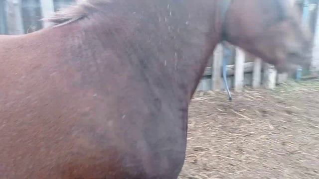Лошади Советский тяжеловоз в леваде смотреть онлайн
