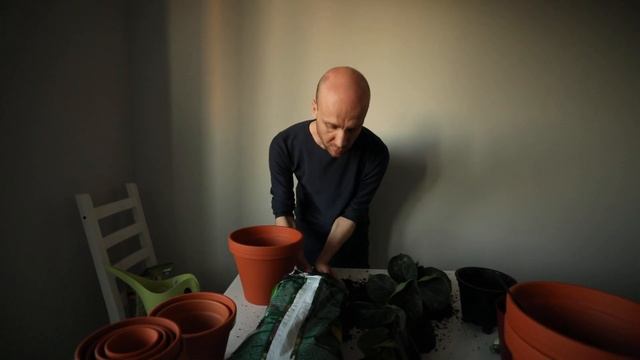 Пересадка фикуса лирата: мастер-класс от Иванова смотреть онлайн