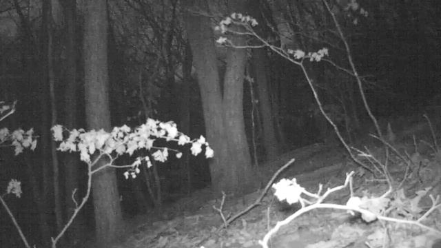 Дальневосточный леопард. Материнское слово. смотреть онлайн