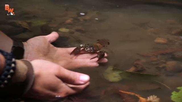 ЧЕЛЛЕНДЖ С ГИГАНТСКИМИ СЛИЗНЯМИ / Койот Питерсон на русском смотреть онлайн