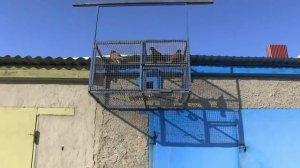 Голуби Ульяновска и Ульяновской области