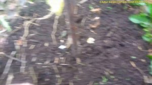 ПОДГОТОВКА ЯБЛОНЬ К ЗИМЕ.Уход за яблоней осенью