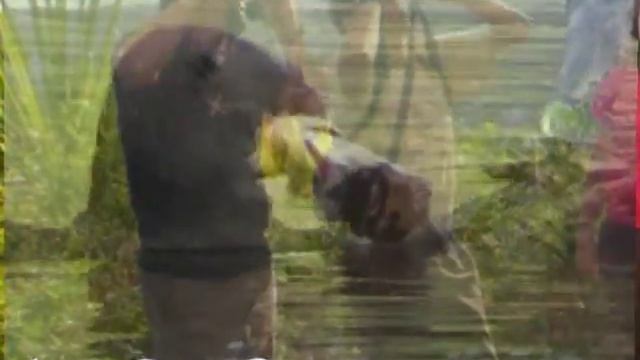 Manu Wildlife (Manu Reserve Peru) смотреть онлайн