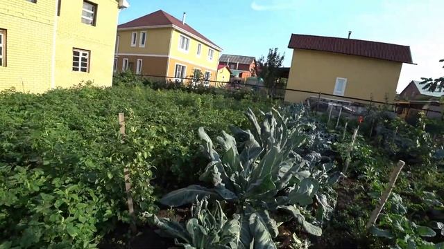 Приятная новость. Медосмотр у Алеши. Копка червей. Петух гарцует. Красивые яблочки. Вяленые томаты. смотреть онлайн