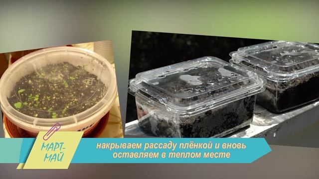 Как вырастить мочалку своими руками? смотреть онлайн