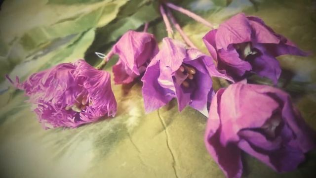 Яркие тюльпаны смотреть онлайн