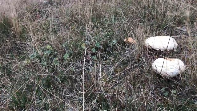 Zigana'nın zirvesinden çayır mantarı - (Agaricus arvensis) 12/10/2019 смотреть онлайн