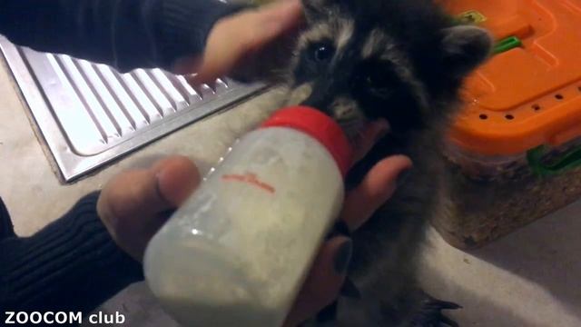 Гигантские гамбийские крысы и другие питомцы Zoocom Club смотреть онлайн