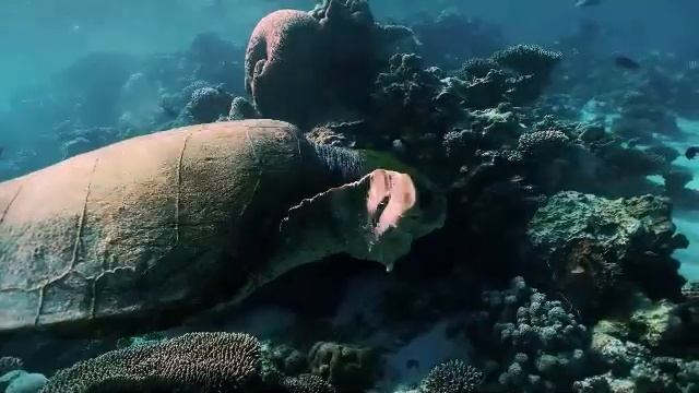 МУЗЫКА ДЛЯ СНА РЕБЕНКА С ОБИТАТЕЛЯМИ ПОДВОДНОГО МИРА. смотреть онлайн