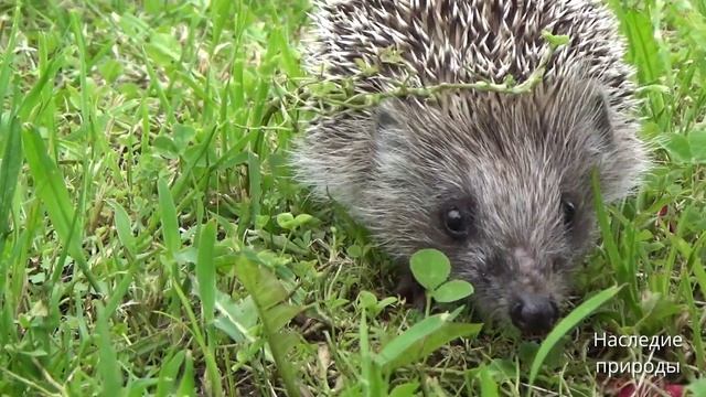 Топ 8 невероятно очаровательных маленьких животных, которых можно встретить в дикой природе! смотреть онлайн