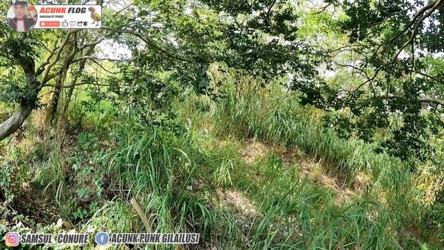 niatnya mantau sarang burung kacer di pohon jambu malah nemu sarang burung wambi смотреть онлайн