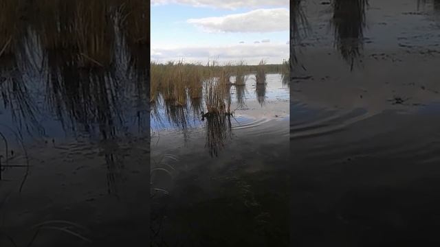 Охота в Курганской обл. смотреть онлайн