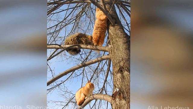 The flying felines!, Siberian farm cats Полёт Пришельца Кошки на дереве 11 01 2017 смотреть онлайн