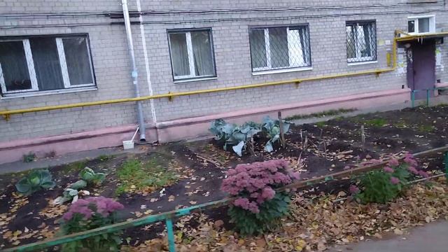 Капуста в клумбе у подъезда многоэтажки смотреть онлайн