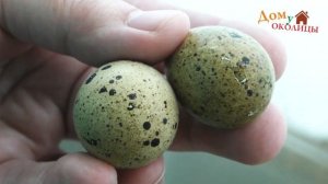 Инкубация без инкубатора!!!