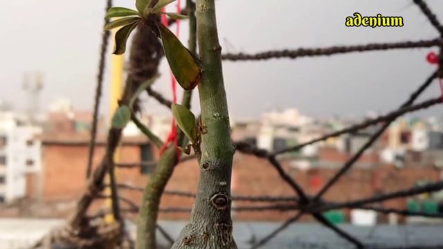 adenium plant смотреть онлайн
