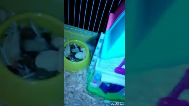 Мой хомяк ❤🐹 смотреть онлайн
