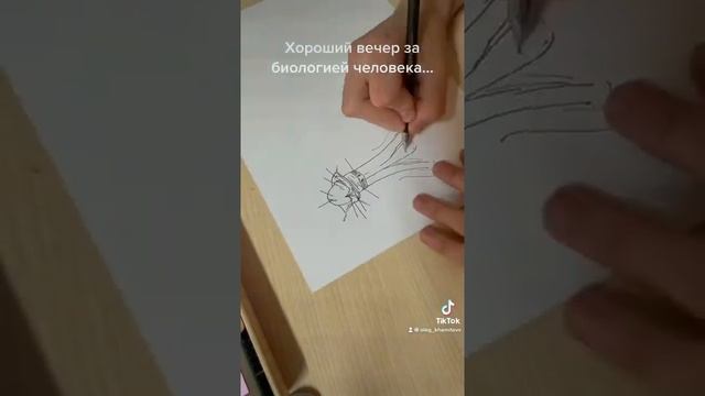 ОЧЕНЬ СТРАННЫЙ РИСУНОК ПО БИОЛОГИИ ЧЕЛОВЕКА смотреть онлайн