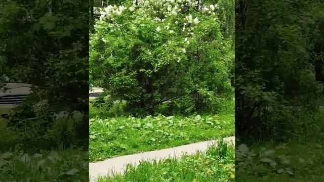 снова цветут каштаны... смотреть онлайн