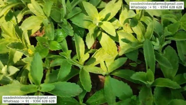 Stevia Nursery Setting up for Plants Multiplication Training & Workshop смотреть онлайн