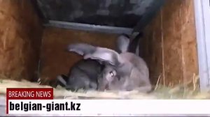 Содержание кроликов породы Бельгийский великан (Фландр)