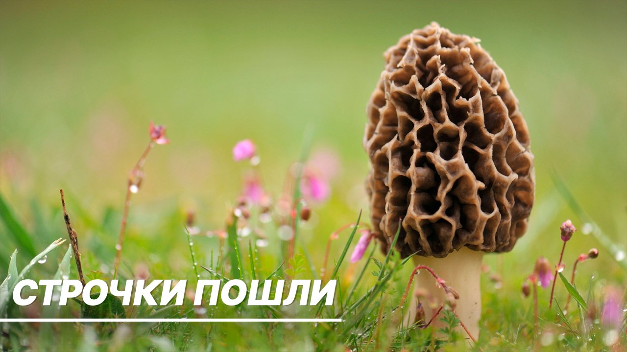 Открытие грибного сезона: какие весенние грибы уже можно собирать? смотреть онлайн