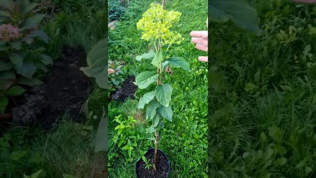 Гортензия Silver Dollar. смотреть онлайн