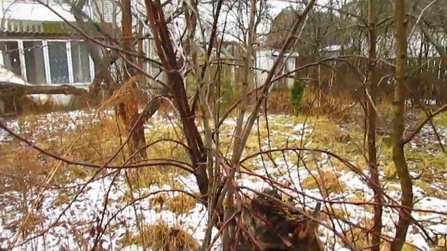Разговоры о саде. Будет ли урожай в неухоженном саду? смотреть онлайн