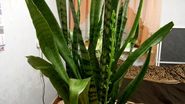 ЦВЕТЕНИЕ "ЩУЧЬЕГО ХВОСТА"( Сансевиерии ) смотреть онлайн
