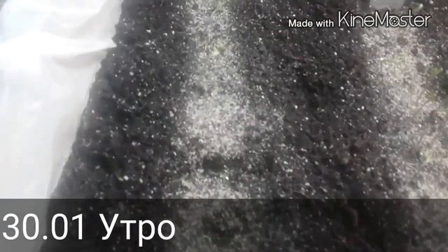 Итоги всходов семян томатов Малинка СтарF1,ЦетусF1,Китайский розвый. смотреть онлайн