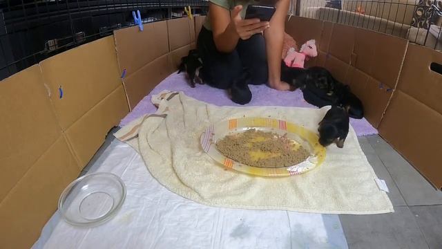 щенки Йорка 1месяц смотреть онлайн