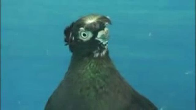 КЫЗЫЛ КАПКАНЫ,ЧИННЫ И КАРАПАТ ЧИННЫ, РЯБОГОЛОВЫЕ часть 4 Голуби Гиталова Алматы смотреть онлайн