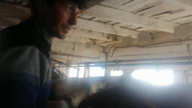 #Коровы#Телята от лучшего фермера #Продажа молодняка от #высокоудойных коров ??? смотреть онлайн