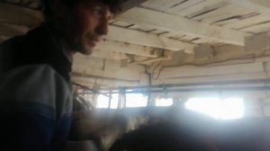 #Коровы#Телята от лучшего фермера #Продажа молодняка от #высокоудойных коров ???