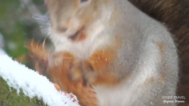 Белочка лихо расправляется с еловой шишкой. смотреть онлайн