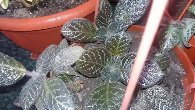 цветочный обзорчик