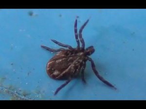 САМЕЦ Энцефалитный КЛЕЩ без красного БРЮШКА Вырезка из Фильма ПОДБОРКА ВСЕо Клещах ссылка в Описании