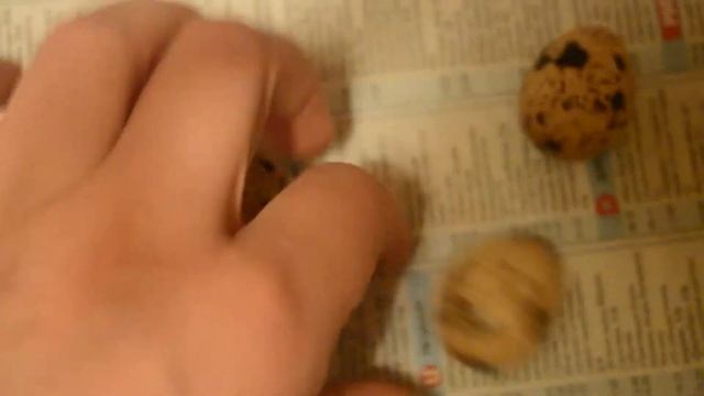 Разница в расцветке яиц разных перепелов и в размере 1-го и 2-го яйца несушки. смотреть онлайн