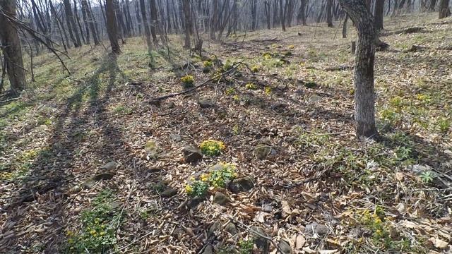 Решил сделать полудикий огород смотреть онлайн