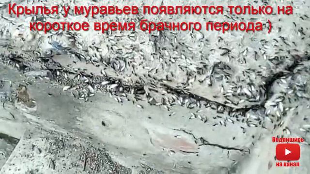 Любовь Крылатые муравьи Лет муравьев ant мураха брачный период Сад amour смотреть онлайн