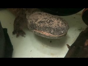 Огромные тайны очень-очень большой саламандры.