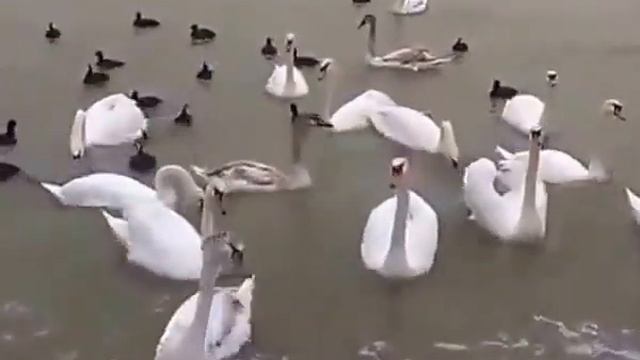 Лебеди на черном море смотреть онлайн