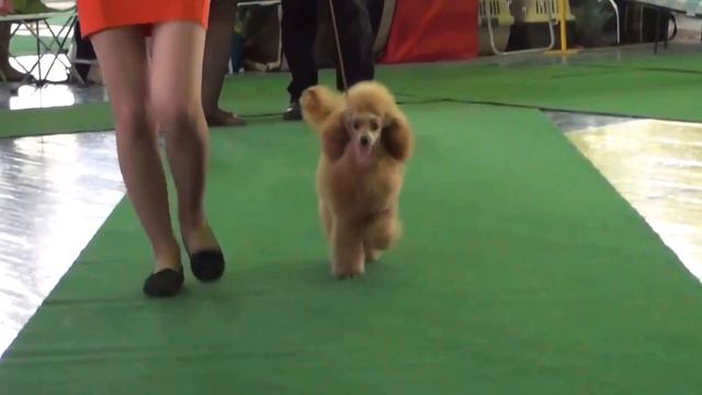 Иркутск 06.06.15 CACIB САЛИНА ВЭСТЭН ДЕВИКА