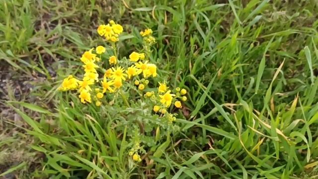 Каховское водохранилище.Уровень воды подымается смотреть онлайн