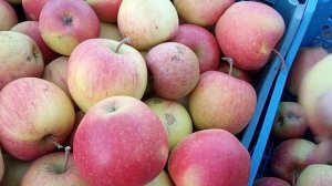 Яблоня Пинова на разных подвоях.